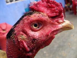 国产老鸡露脸视频