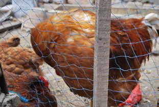 国产老鸡露脸视频